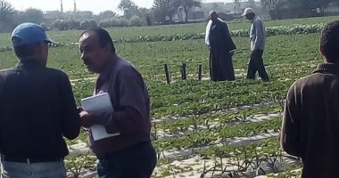 صور.. الزراعة تكافح الآفات بمحصول الفراولة فى محافظة القليوبية