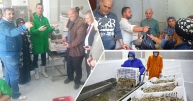 بدء إنتاج أضخم مزرعة للثروة السمكية فى الشرق الأوسط.. بركة غليون تتحول إلى أكبر سوق للسمك والجمبرى.. ومحافظ كفر الشيخ: 17 منفذاً تطرح منتجاتنا بأسعار مخفضة.. ورحلات لطلاب المدارس للاطلاع على التجربة الرائدة 