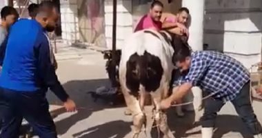 الزمالك يذبح عجلا لمواصلة الانتصارات أمام الداخلية
