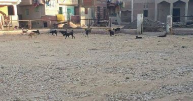 شكوى ترصد احتلال الكلاب الضالة مركز شباب على مساحة فدان بالمحلة