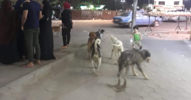 شكوى من انتشار الكلاب الضالة بشارع الحرية فى المطرية