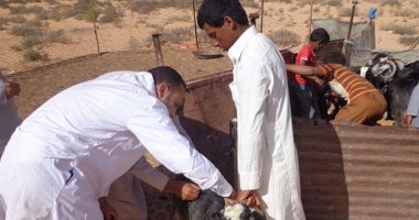 تحصين 40 ألف رأس ماشية ضد مرض طاعون المجترات الصغيرة بمطروح