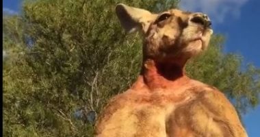 لسه مكسل تروح الجيم.. كنغر يستعرض عضلاته بطريقة مذهلة.. "فيديو"