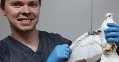 صور.. حمامة روسية تذهب إلى عيادة بيطرية لطلب العلاج