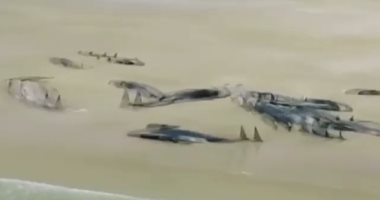 فيديو.. اعرف سر قتل 70 "حوت طائر" فى جزيرة ستيوارت النيوزيلندية