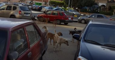 قارىء يشكو من انتشار الكلاب الضالة بمنطقة  المرج