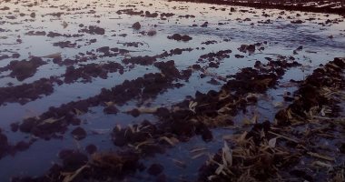 صور.. انطلاق زراعة القمح الجديد بأسوان.. والمزارعون يتطلعون لمضاعفة الإنتاجية