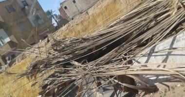 مخلفات النخيل بأسوان خامات مهدرة والمفارم هى الحل لإنتاج الكرتون والخشب