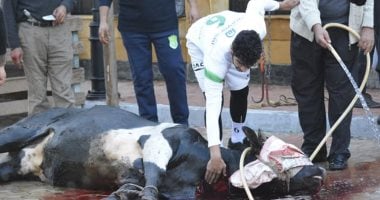 ذبح ''عجل'' من لاعبى الاتحاد السكندرى بعد التأهل لدور الـ8 بالبطولة العربية