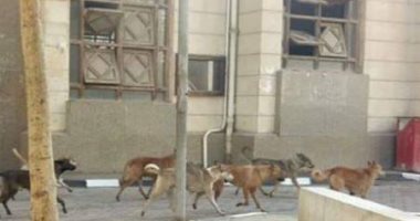 شكوى من إنتشار كلاب ضالة داخل حرم كلية الهندسة بالمطرية