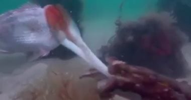 شاهد.. حبار صغير يفترس سمكة بخفة ومهارة