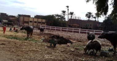 صور.. رعى أغنام وأبقار على أرض مخصصة للصرف الصحى فى أولاد نصير بسوهاج      