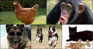 بينما أنت تلهو 5 حيوانات صنعت الملايين.. الفرخة ثروتها 10مليون دولار