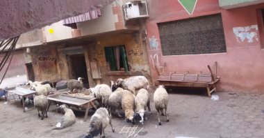شكوى من حظيرة مواشى داخل الكتلة السكنية بشارع جمال عبد الناصر بشبرا الخيمة