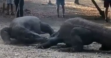 شاهد صراع من أجل الهيمنة بين تنينى "كومودو"