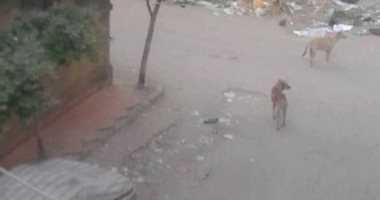 صور.. شكوى من محول كهرباء يهدد حياة الأهالى والأطفال فى منشية النور ببنها