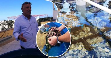 صور.. "البصر" محار بحرى نادر بمرسى علم..  يتم استزراعه داخل مفرخ بيئى فريد من نوعه بالشرق الأوسط.. أستاذ علوم بحار: نجحنا في تفريخ "التراى داكنا" النادر عالميًا.. والمحافظة تحصل على موافقات عالمية لتصديره