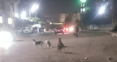 قارئ يشكو من انتشار الكلاب الضالة بمنطقة عمارات رابعة بمدينة نصر