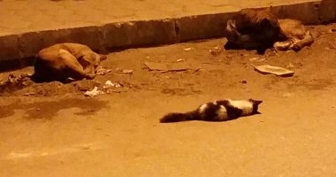 قارئ يشكو انتشار الكلاب الضالة بشارع الاخشيد بمنيل الروضة