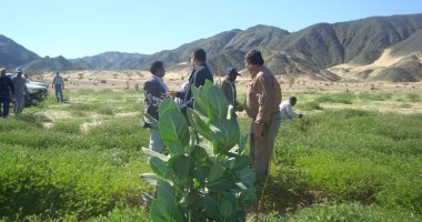جولات ميدانية لمكافحة الجراد بالصحراء الجنوبية الشرقية بعد الأمطار والسيول