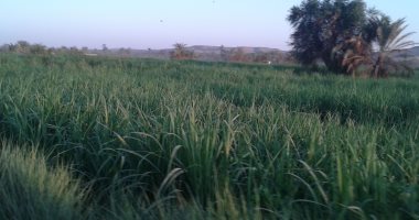 مزارعو أسوان يستعدون لكسر محصول القصب.. وحرق السفير وحوادث الجرارات أبرز المخاطر