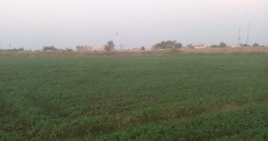 صور.. استمرار زراعة النباتات العطرية بأسوان.. والمزارعون: نستهدف التصدير