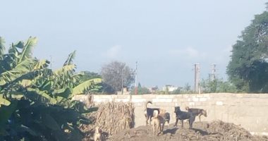 قارئ يشكو انتشار الكلاب الضالة بقرية النجيلة بالبحيرة