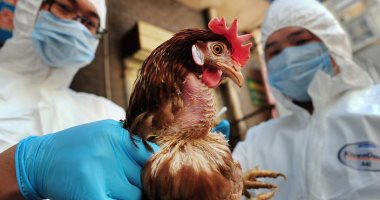 بعد رصد طيور مصابة بالأنفلونزا.. نصائح للوقاية من H7N9