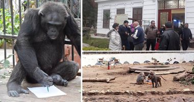 صور .. حديقة حيوان الجيزة تستعد لاستقبال أعياد الميلاد.. للمرة الأولى عروض للشمابنزى "لوزة" برسومات ولوحات فنية قبل مشاركتها بمسابقة دولية.. فتح حديقة حيوان الطفل . وعروض للفيلة نعمية 