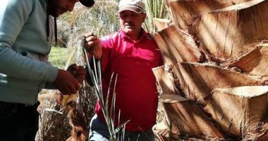 شاهد كيف يتم علاج حالات نخيل متقدم فى الإصابة بـ"السوس" بالوادى الجديد