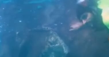 فيديو.. ولى عهد دبى يسبح مع الأفيال فى جزيرة Andaman الهندية
