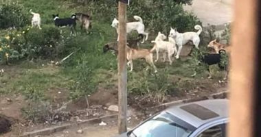 شكوى من انتشار الكلاب الضالة بشارع الجنينة بشبرا
