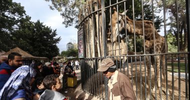 صور .. الزرافة "سوسو" تجذب زوار حديقة الحيوان والزائرون يلتقطون "السيلفى" 