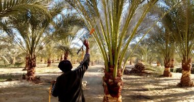 محافظ مطروح يعتمد 180 ألف جنيه لدعم حملة مكافحة سوسة النخيل بسيوة