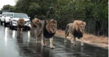 أربع أسود تسير فى الطريق وتتسبب فى الزحام بجنوب إفريقيا.. فيديو