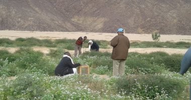بعد تحذيرات "الفاو" من تفشى الجراد.. وزير الزراعة: الوضع مستقر 