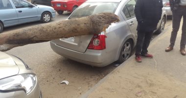 صور.. عاصفة ترابية بالإسماعيلية وسقوط أشجار على سيارات بحى أول