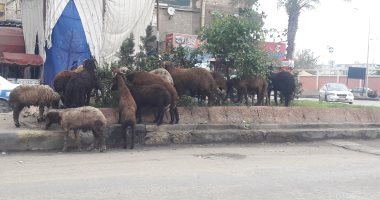 صور.. اضبط مخالفة.. الأغنام تأكل ما يزرعه حى الزهور لتزيين الطرق ببورسعيد