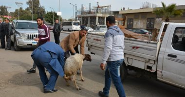 محافظ الجيزة يضبط تجار مواشى متعدين على حرم الطريق بالبحر الأعظم