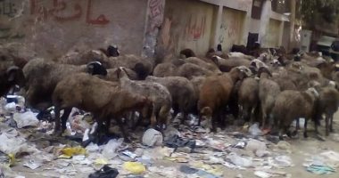 قارئ يشكو انتشار القمامة امام مدرسة بشبرا الخيمة