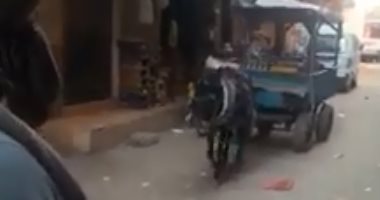 "بيسمع الكلام وينفذه".. مواطن يتمكن من تدريب حماره على تنفيذ الأوامر