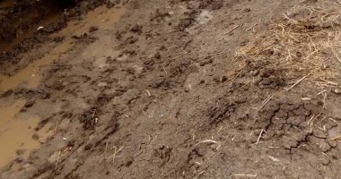 قارئ يطالب برصف طريق المقابر بقرية عبد الباعث فى كفر الشيخ