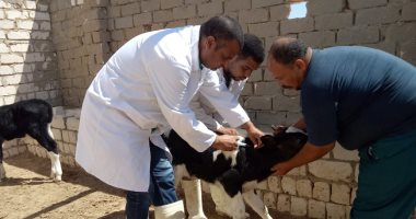 بدء الحملة القومية لتحصين الماشية ضد الحمى القلاعية والوادى المتصدع 2 فبراير بمطروح