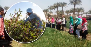 ما هى التأثيرات المباشرة لآثار التغيرات المناخية على الأمن الغذائى؟