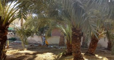 صور.. تجميل سيوة بطابعها المعمارى بمادة الكرشيف والطفلة وجذوع النخيل