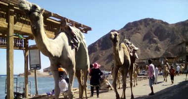 صورة اليوم.. واثق الخطوة يمشى ملكا