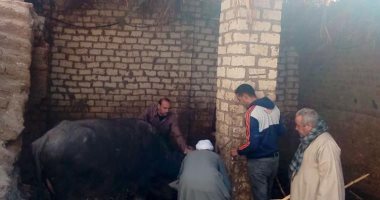 محافظة سوهاج تعلن استمرار الحملة الأولى للتحصين ضد مرض الحمى القلاعية
