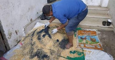 حتى منتصف مارس.. "الزراعة" تواصل حربها على الفئران لتقليل الفاقد من الحبوب