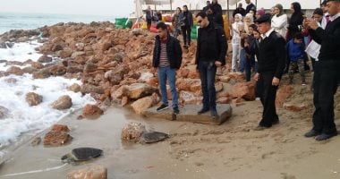 البيئة تنجح فى إنقاذ 4 سلاحف بحرية مهددة بالانقراض وإعادتها لبيئتها الطبيعية