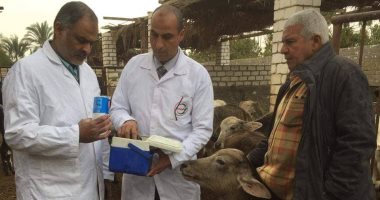 تحصين 56495  رأس ماشيه فى الأسبوع الأول للحملة القومية بالمنيا